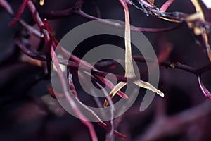 Filamentous seaweed at low tide