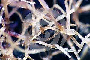 Filamentous seaweed at low tide