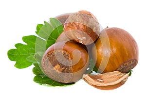 Filbert nuts photo