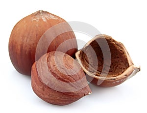 Filbert nuts close up