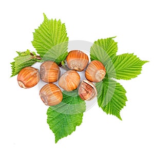 Filbert nuts with leaves on white