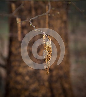 Filbert tree