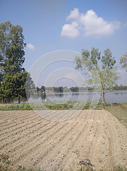 FILD WITH TREES POND IN WATER AND SKY WITH WHITE CLOUD