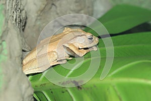 File-eared tree frog