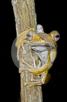 File-eared Tree Frog