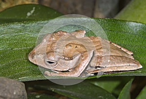 File-eared tree frog or bony-headed flying frog (Polypedates otilophus) hiding on a leaf.