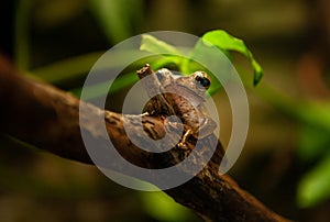 File-eared tree frog Polypedates otilophus