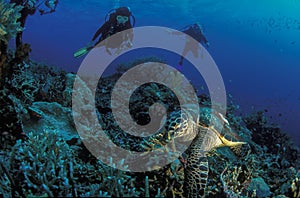 File name:A turtle swimming over a reef with two divers overhead