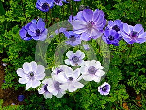A filed of blue and white anemone flowers blooming