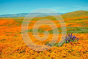 Filed of Flowers with Poppies and Purple Accents