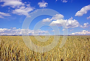 Filed of grain