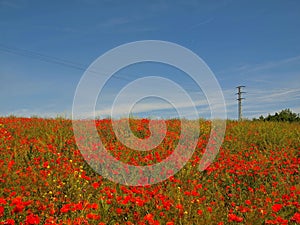 Filed with many poppy flowers in blossoms. Very hot day, plants have wilt leaves