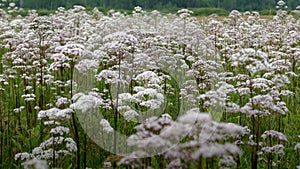 Filed of Queen Anns Lace awash in white