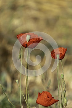 filed of red poppy flower with dew drops closeup
