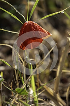 filed of red poppy flower with dew drops closeup