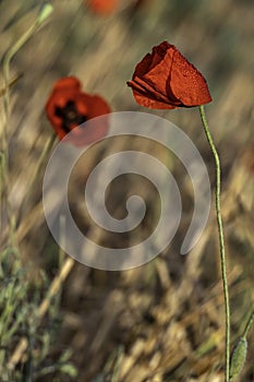 filed of red poppy flower with dew drops closeup