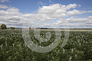 Filed of Rotational Legumes in Flower