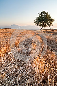 Filed of wheat at dawn