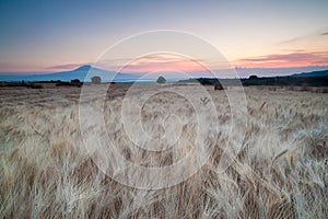 Filed of wheat at dawn