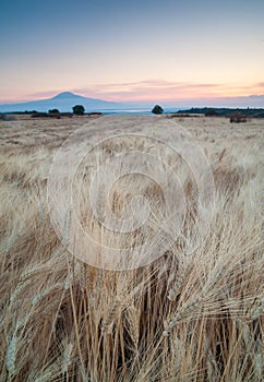 Filed of wheat at dawn