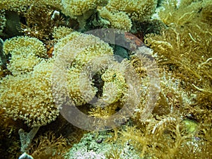 Filefish Monacanthidae, also known as foolfish, leatherjackets or shingles. Filefish are a  diverse family of tropical to photo