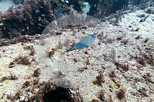 A  Filefish swimming around an underwater wreck