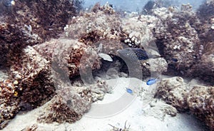 A  Filefish swimming around an underwater wreck