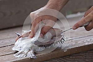 Fileting A Fish For Food