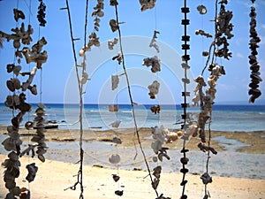 fili di conchiglie in spiaggia indonesiana photo