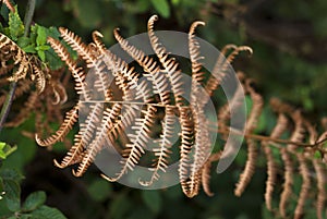 Filicopsida Detail of dry fern leaf in autumn winter in forest in horizontal photo