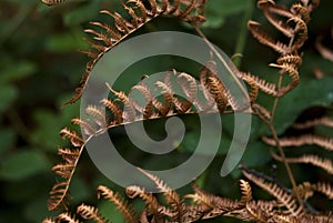 Filicopsida Detail of dry fern leaf in autumn winter rolled up horizontally photo