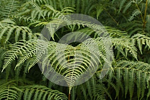Filicopsida, fern plant forming pattern in full picture photo