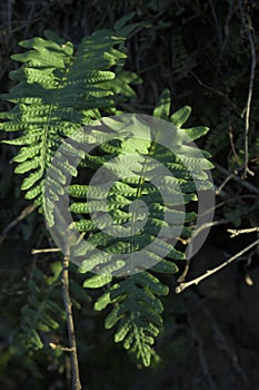Filicopsida green fern in portrait in forest with sunny areas photo