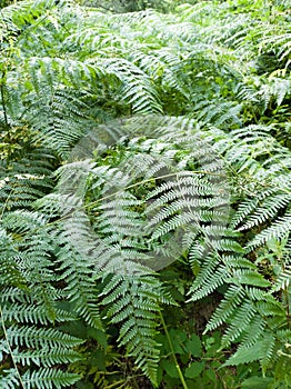 Filicopsida set of green ferns in lush forest in Extremadura photo
