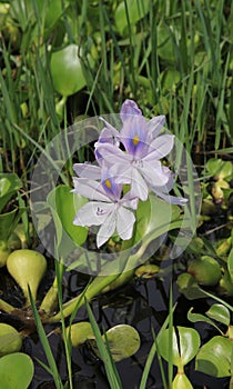 Filigrane water hyacinth growing at the shore of Lake Begnas