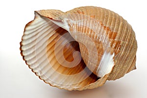 Filigree big greek snail shell