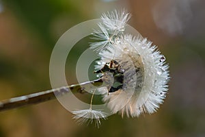 Filigree dandelions with enchanting drops of water in close-up