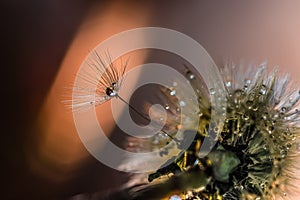 Filigree dandelions with enchanting drops of water in close-up