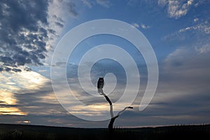 Filin sitting on tree