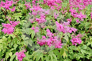 Filipendula purpurea