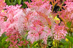 Filipendula rubra 'Venusta', pink grass in the old garden