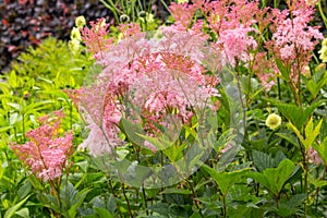 Filipendula rubra 'Venusta', pink grass in the old garden photo