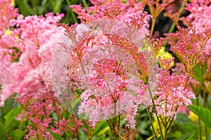 Filipendula rubra 'Venusta', pink grass in the old garden photo