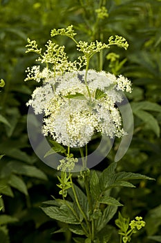 Filipendula ulmaria