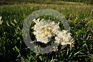 Filipendula vulgaris dropwort or fern-leaf dropwort blooming flower on meadow with grass