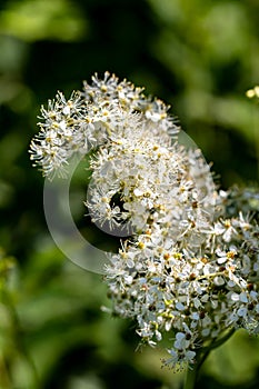 Filipendula vulgaris flower in field