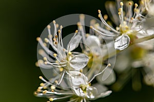 Filipendula vulgaris flower in field, close up