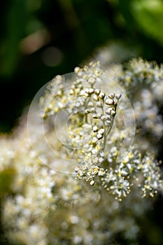 Filipendula vulgaris flower in field, close up