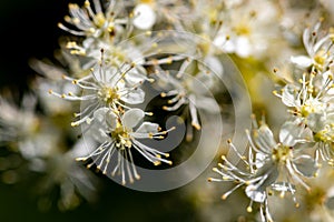 Filipendula vulgaris flower in field, close up