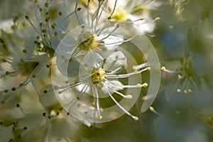 Filipendula vulgaris flower in field, close up shoot